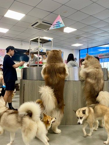 这个世界不能没有狗狗！！！