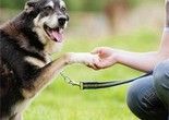 鸡西训犬学校 宠物的私人教练