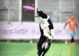 鸡西训犬学校 鸡西宠物服务 从训犬学校开始