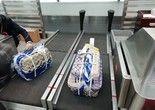 鸡西专业的宠物猫托运公司
