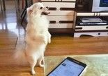 鸡西训犬学校 鸡西宠物服务 训犬学校的承诺