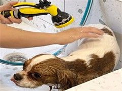长沙训犬学校-训犬教练电话
