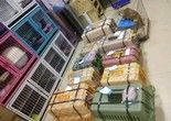 长沙经济开发区宠物托运 费用合理