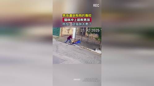 男孩遭到狗狗的撕咬，猫咪冲上前救男孩，网友：这猫咪太勇了