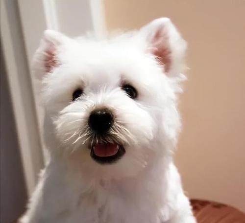 银狐犬的喂养方法（从宠物角度看银狐犬的饮食、运动、护理与常见问题）