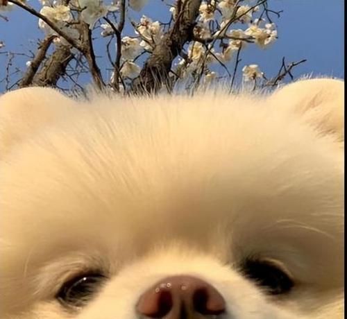 银狐犬的喂养方法（从宠物角度看银狐犬的饮食、运动、护理与常见问题）