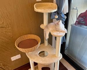 猫咪庭院猫爬架哪个好？如何选择适合的猫爬架？