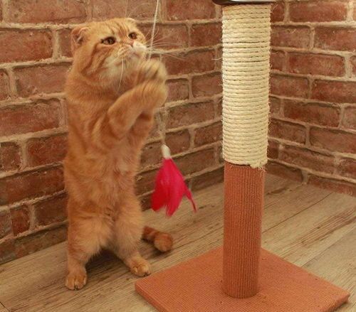 挑选猫咪玩具,丰富宠物游戏时光
