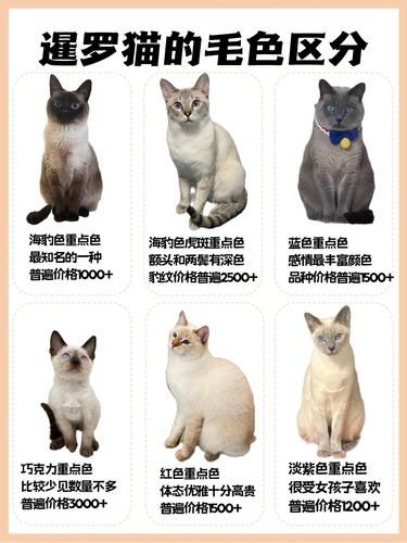 女生必看！养暹罗猫的那些事儿