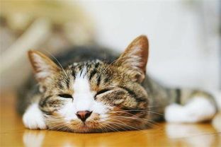 宠物猫饮食与营养指南