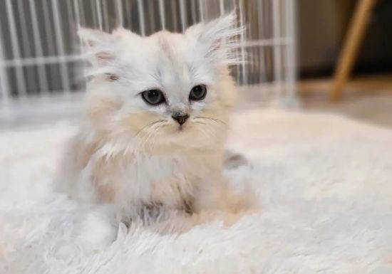 曼基康猫吃什么？饮食需要注意哪些问题？