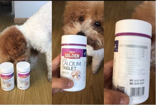 宠物猫缺钙磷?补钙磷营养品!