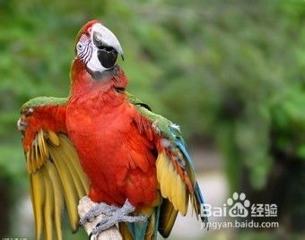 鹦鹉健康秘诀:有效预防疾病,让您的宠物鸟更长寿!