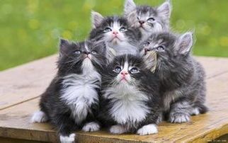 挪威森林猫产后护理要点:悉心呵护,确保母婴安康。