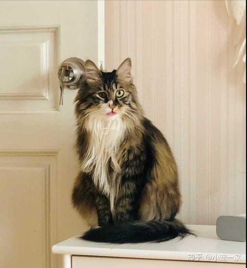 挪威森林猫产后护理要点:悉心呵护,确保母婴安康。