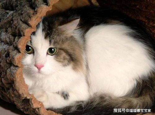 孕猫护理要点：营养充足，环境舒适。
