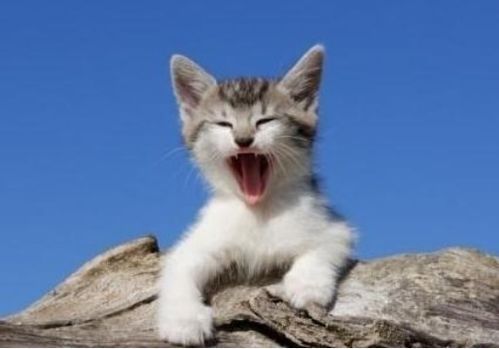 猫咪产后叫声解析