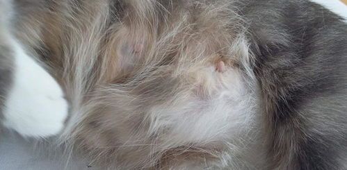 产后猫易患乳腺炎,防预关键在护理。