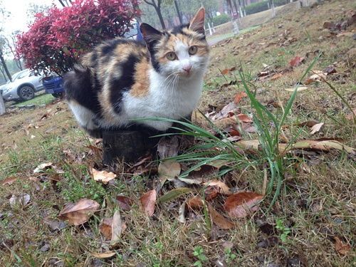 猫咪产后多久可绝育?