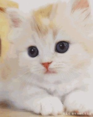 猫咪产后多久可绝育?