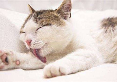 宠物猫临产迹象及护理要点
