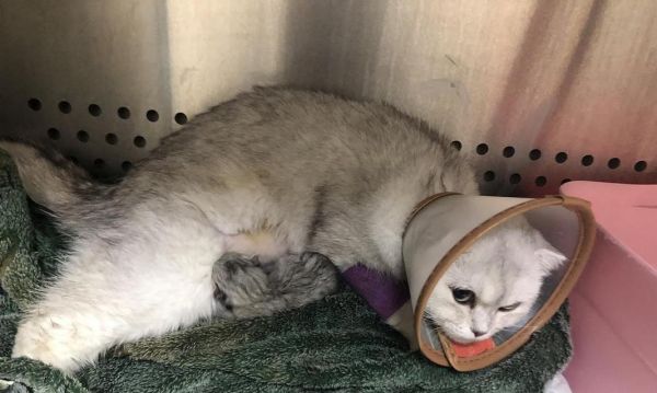 猫咪剖腹产后的护理指南（全面了解剖腹产后宠物护理）