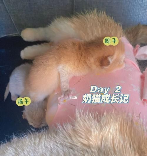 猫咪剖腹产后的护理指南（全面了解剖腹产后宠物护理）