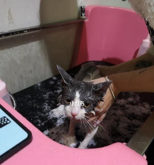 猫咪产后多久可以洗澡（宠物猫咪产后护理小技巧）