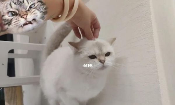 猫咪产后多久可以洗澡（宠物猫咪产后护理小技巧）