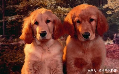 产后狗狗护理要点：保暖、营养、清洁。