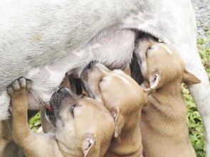 产后狗狗护理要点：保暖、营养、清洁。