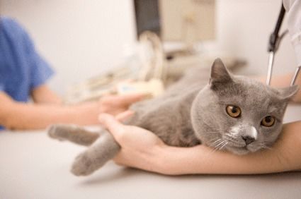 猫咪产后护理要点：保暖、喂食、清洁。