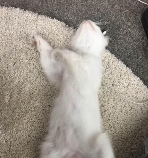 猫咪生完多久可以恢复？产后护理和恢复时间解析