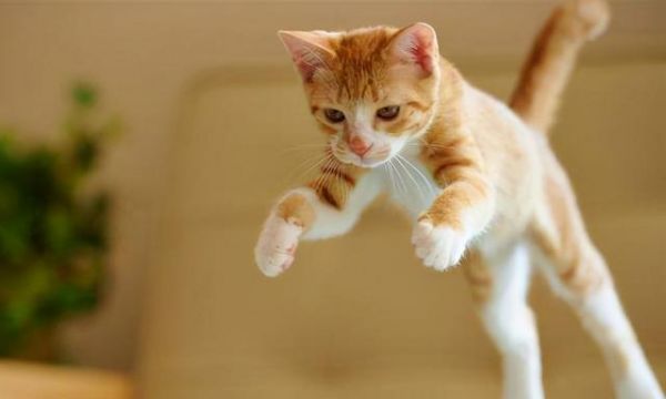 猫咪生完多久可以恢复？产后护理和恢复时间解析