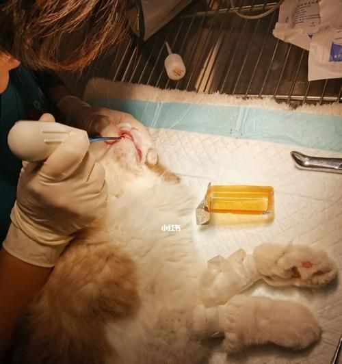 猫咪生完多久可以恢复？产后护理和恢复时间解析