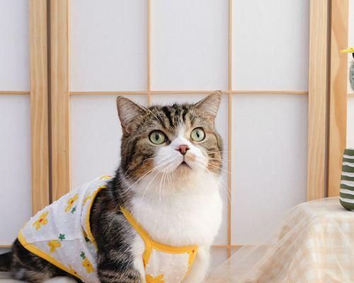 猫咪第一次生产怎么办？需要准备哪些东西？