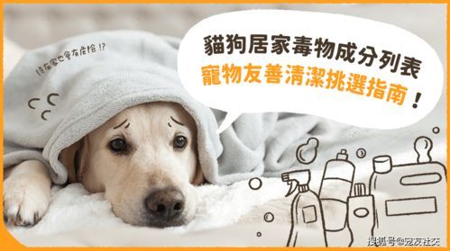 宠物排泄处理，打造清洁家园