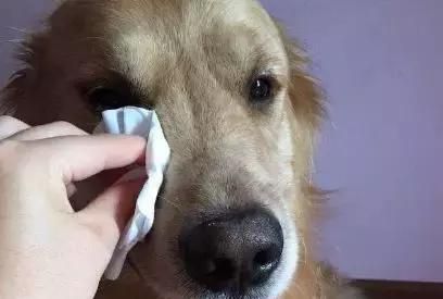 如何有效解决宠物狗狗的泪痕问题（从日常清洁到饮食调理，全面解决狗狗泪痕问题）