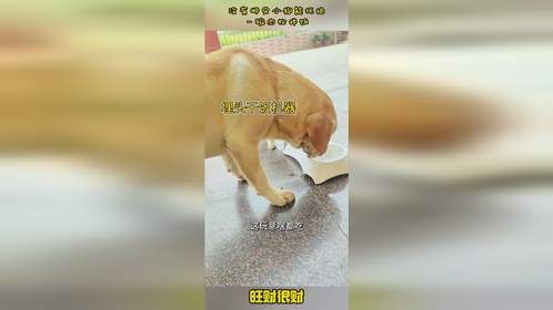 没有哪只小狗能拒绝一碗肉松拌饭！