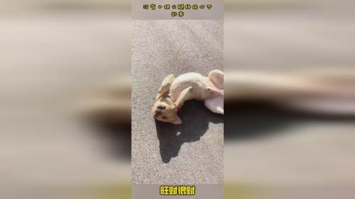 没有十根火腿肠绝对不起来