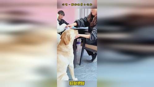 没有一颗狗粮是白吃的