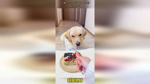 没想到这狗子的脾气还有点大…