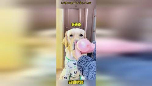 没想到狗子也会吹气球…