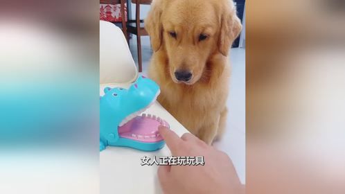狗子被胁迫玩惊险游戏