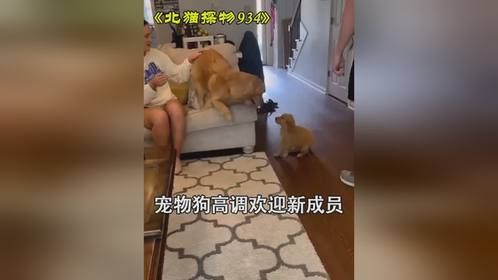 宠物狗高调欢迎新成员