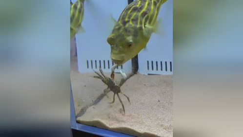 悲催狗头鱼吃螃蟹
