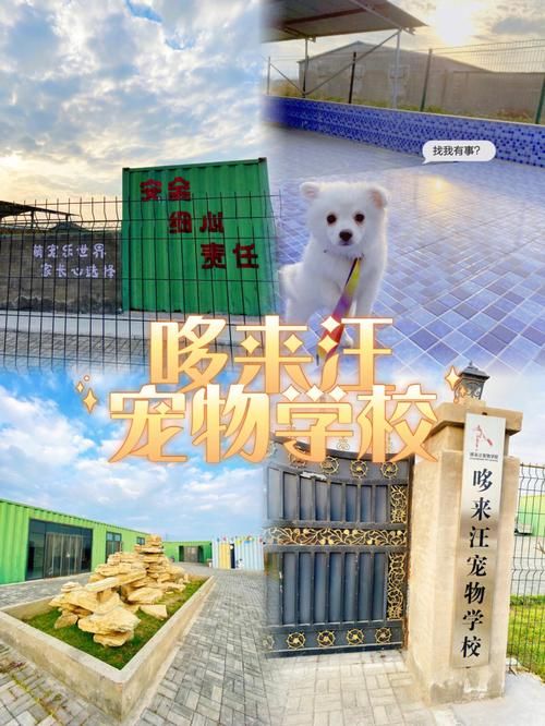 北京哪家宠物医院最好