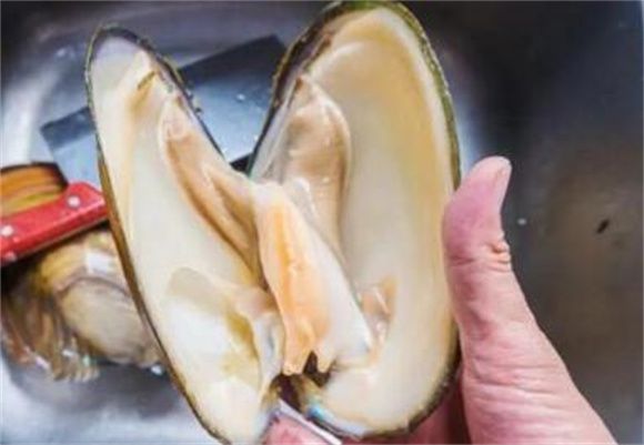 河蚌里绿色的是什么