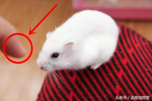 你家的仓鼠还会咬人?不怕,终极训练教程 让仓鼠跟你亲近起来