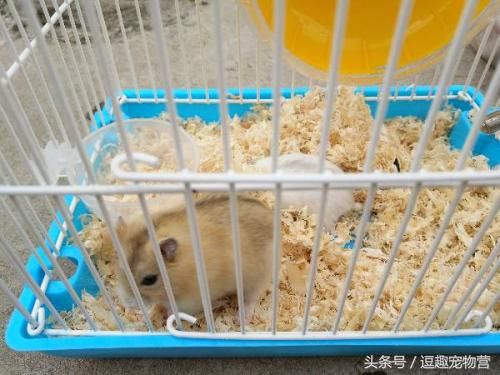 你家的仓鼠还会咬人?不怕,终极训练教程 让仓鼠跟你亲近起来